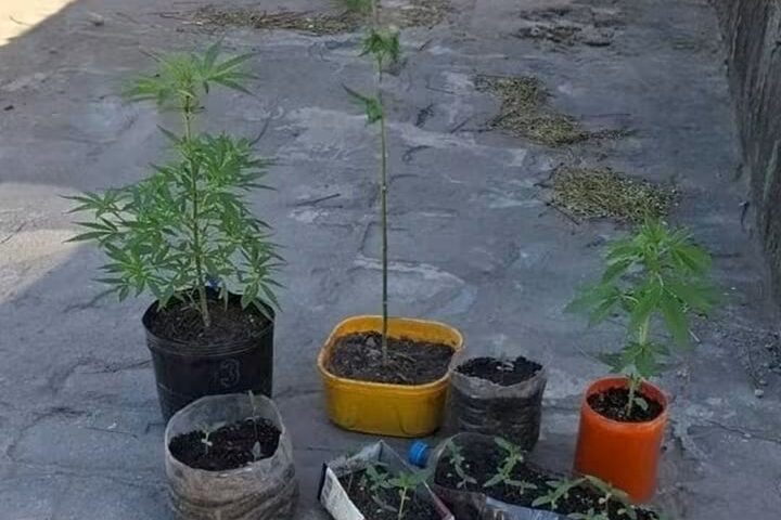 Incautaron 26 plantines de marihuana durante un procedimiento en San Antonio, FME.
