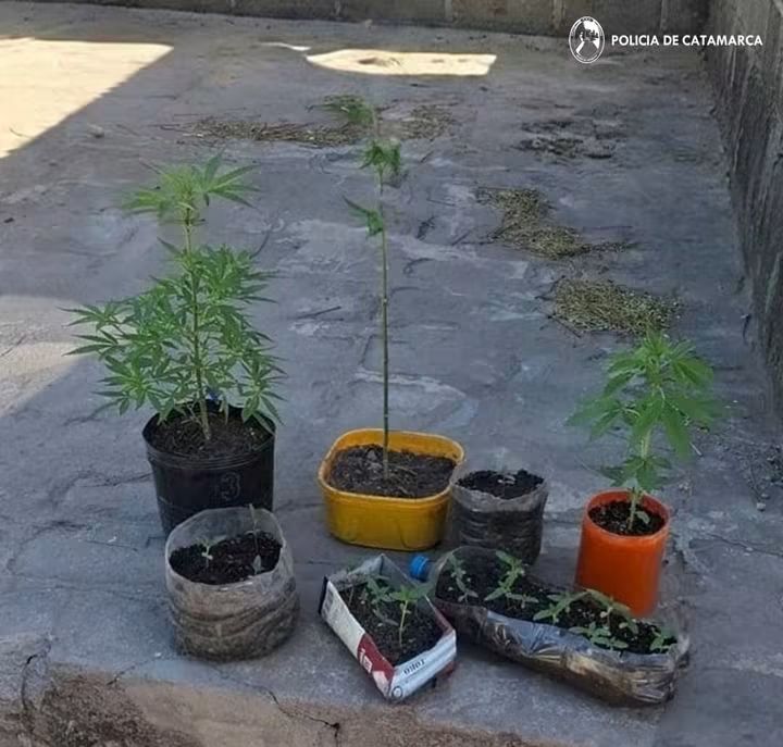 Incautaron 26 plantines de marihuana durante un procedimiento en San Antonio, FME.