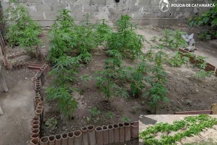 Detectaron un cultivo de marihuana con 87 plantines en una vivienda de la Capital.