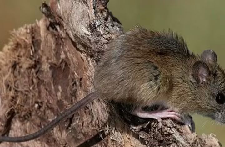 Hantavirus en Catamarca: detectan por primera vez roedores portadores del virus.